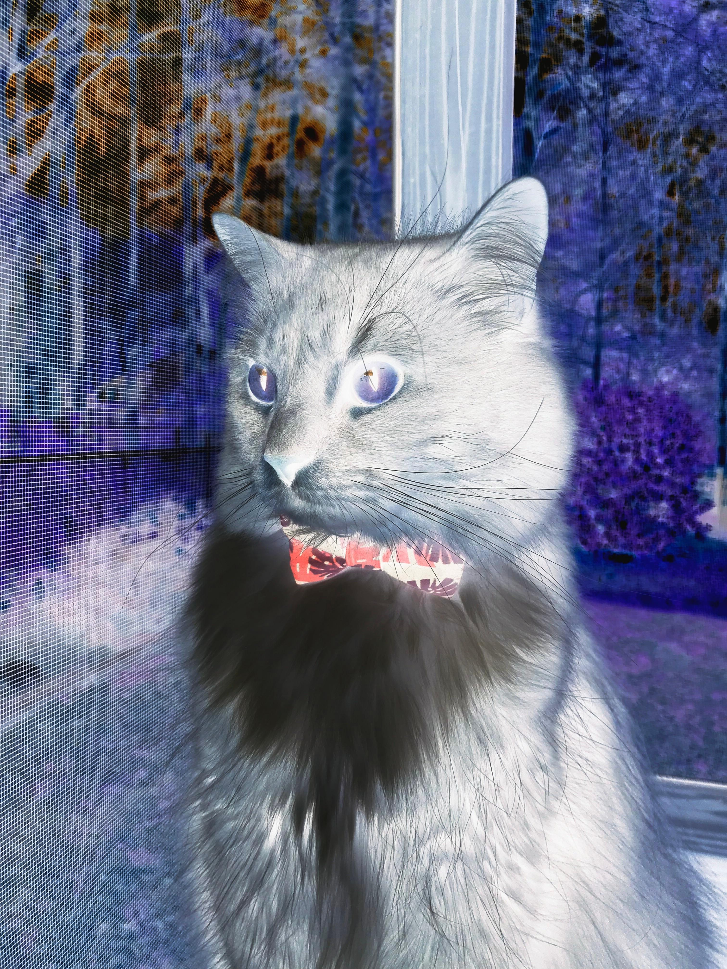 双城记,足球的胜利与个人的胜利