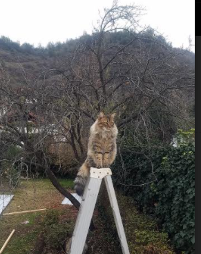 开云体育入口-野性疆域的对决，当秩序之王穆勒在皇马巅峰之夜，为喀麦隆魂奏响安魂曲