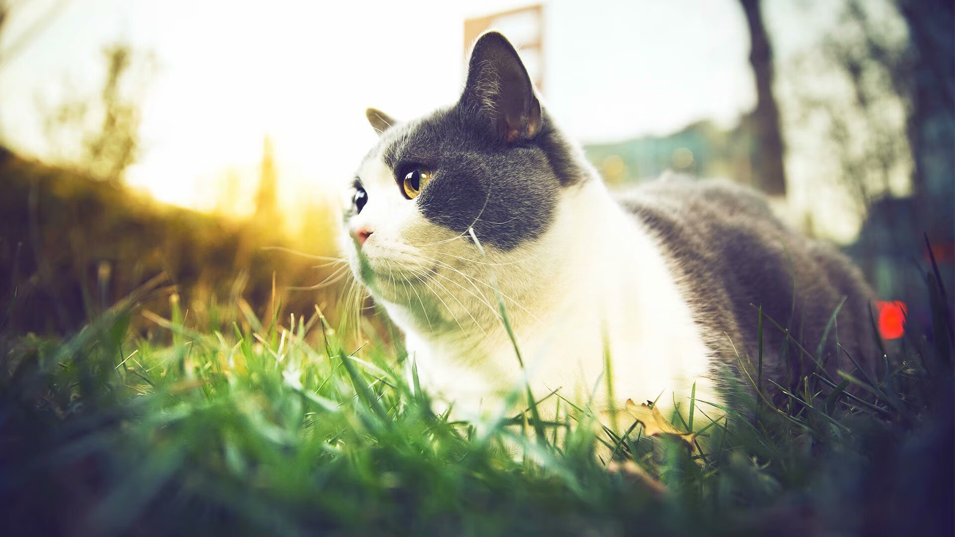 开云体育登录-比利亚雷亚尔埋下的火种，2026世界杯，那个叫托尼的瑞典人如何完成终极复仇