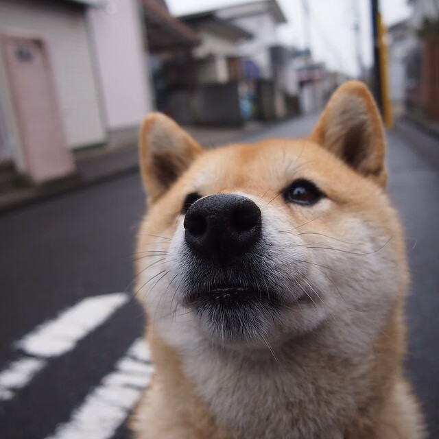 黑五狂欢夜，字母哥封盖东方购物车