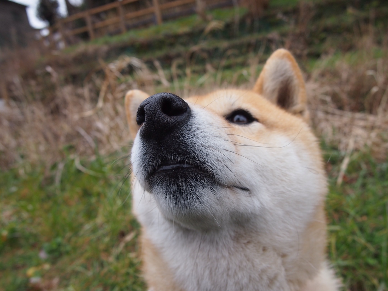 突破德国封锁线，克瓦拉茨赫利亚的窒息时刻与创造之火