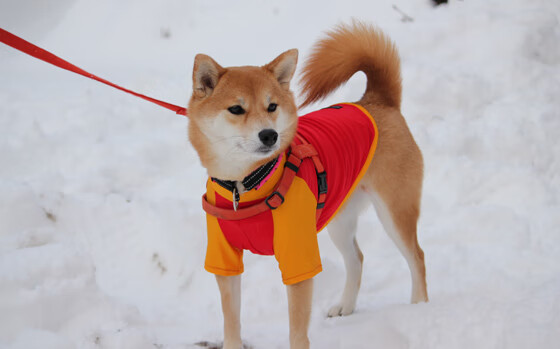 开云体育在线-福克斯满级号嘲讽？广东告诉你什么叫团队才是版本答案！