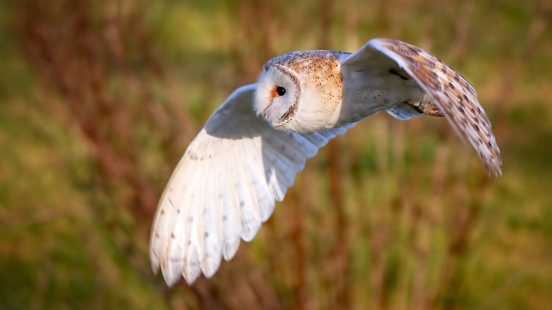 悬念终局，墨西哥淘汰沙特，特奥成为关键先生