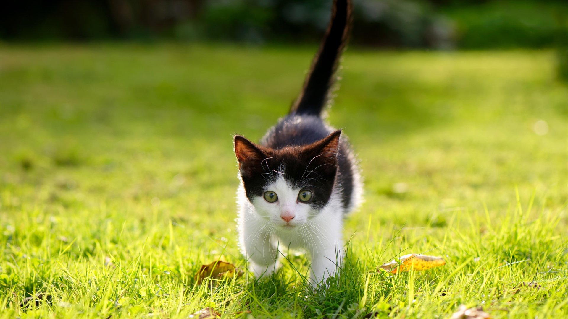 完美的罗德里戈，无解的瑞士队，个人英雄与团队利刃的辩证