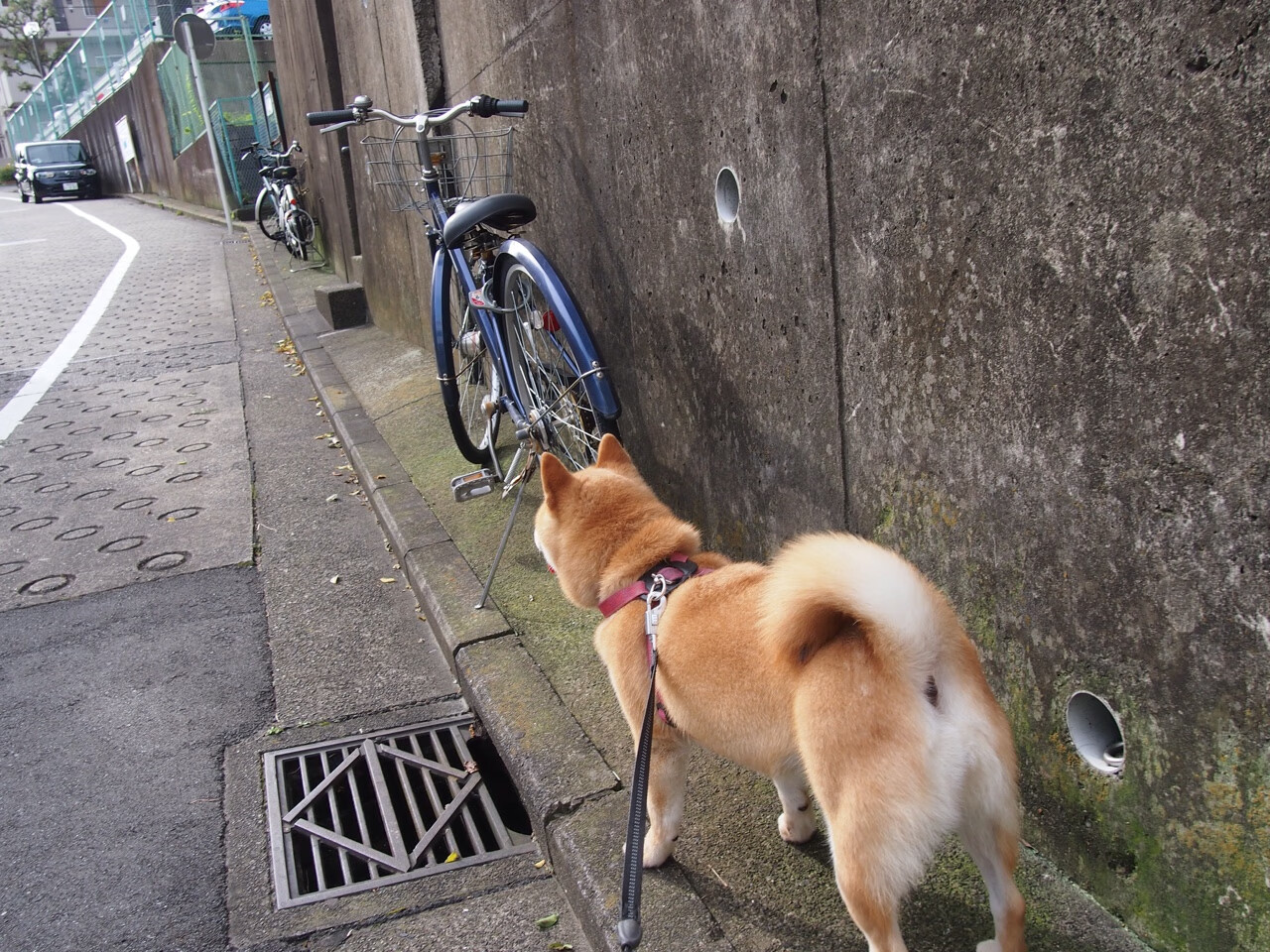 伊比利亚之舞 vs 袋鼠军团,佩德里大师级掌控,毕尔巴鄂一波流带走澳大利亚