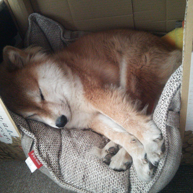 开云sport-足球史上最奇幻的对决，摩纳哥公国2-1力克乌拉圭，基耶萨一锤定音