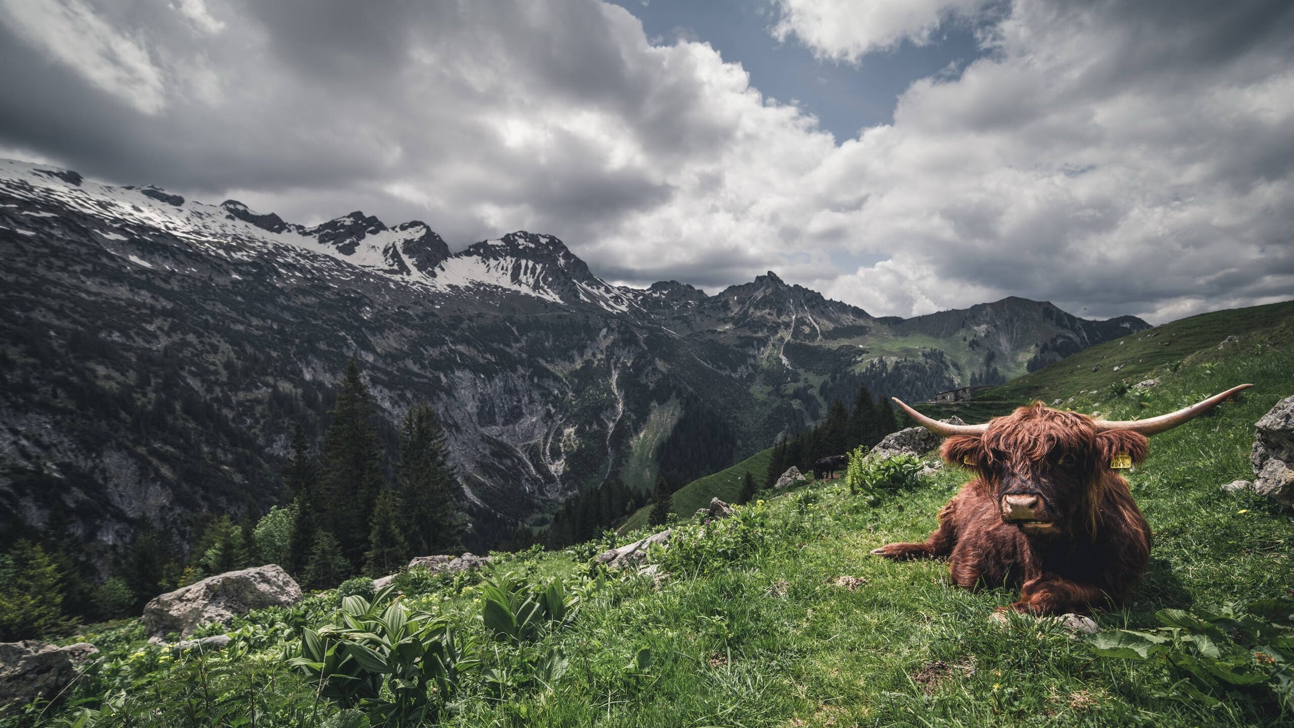 巴尔干火药桶，帕尔默事件如何点燃奥地利与克罗地亚的封锁危机