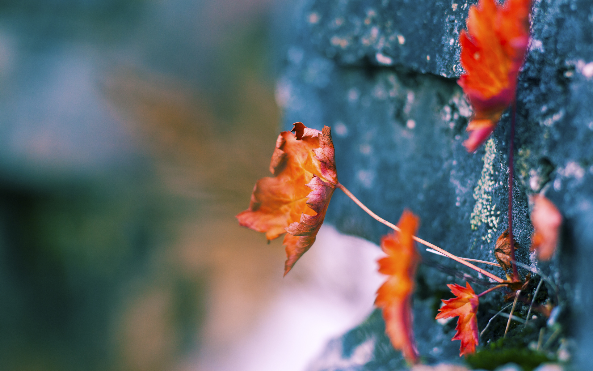 独木成林，西亚卡姆以一人之躯，为篮网筑起决胜的诺亚方舟