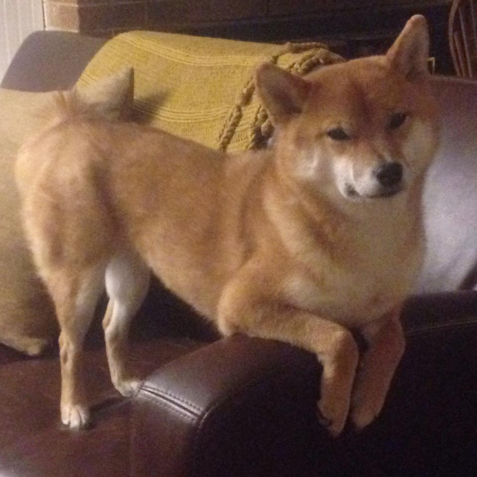 寒冰与熔岩，爱德华兹接管之夜与那场被遗忘的王朝预演