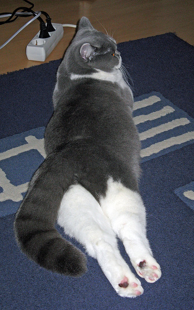 开云体育在线-欧冠封神夜！格列兹曼交出史诗答卷，一次完美的中场大师课