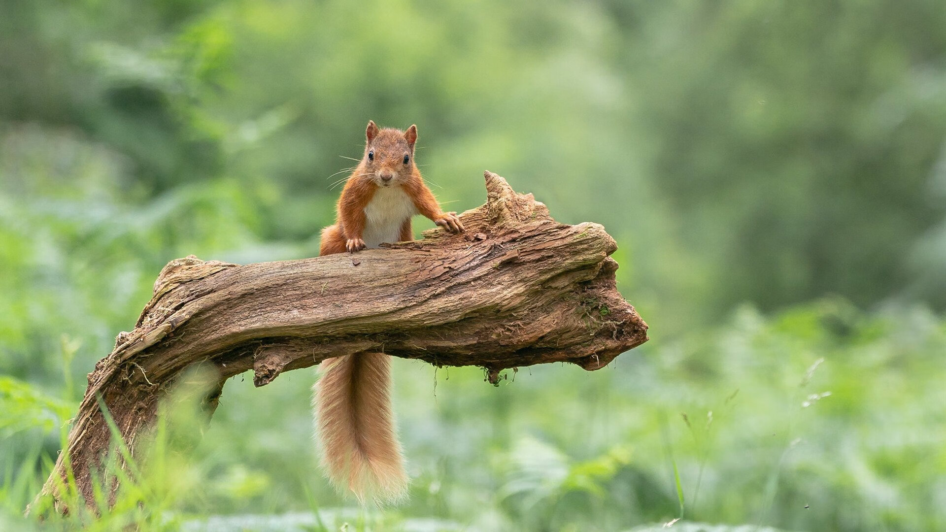 双重赛道，F1收官战的毫秒战争与NBA的冰火碰撞